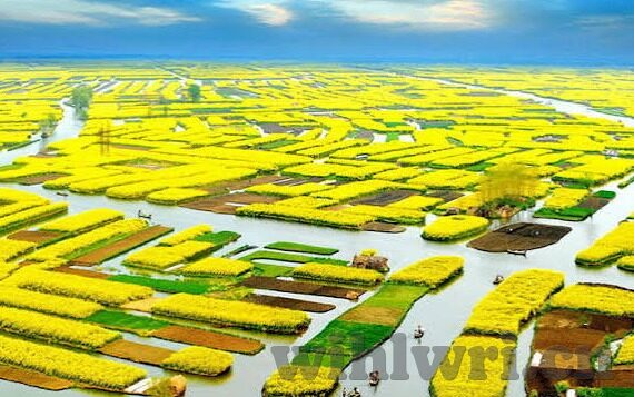 类似于糖心直播的app-寻找替代糖心直播的数字平台新选择